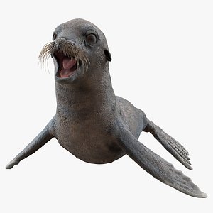 Sea Lion Wet Neutral Pose