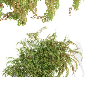 3D Adiantum Capillus Veneris Fern Wall Grow Bottom02 model