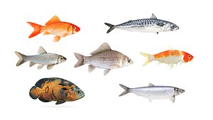 3D Fish Collection