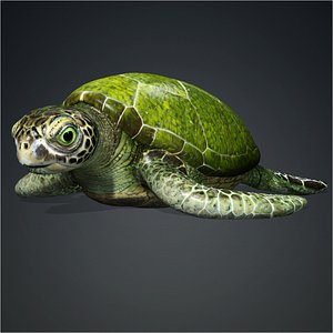 3D Turtle-A3 model