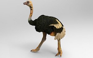3D Ostrich 11 Animations model