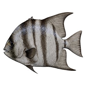 3D model spadefish fish