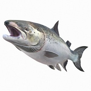 leaping atlantic salmon fish 3D model