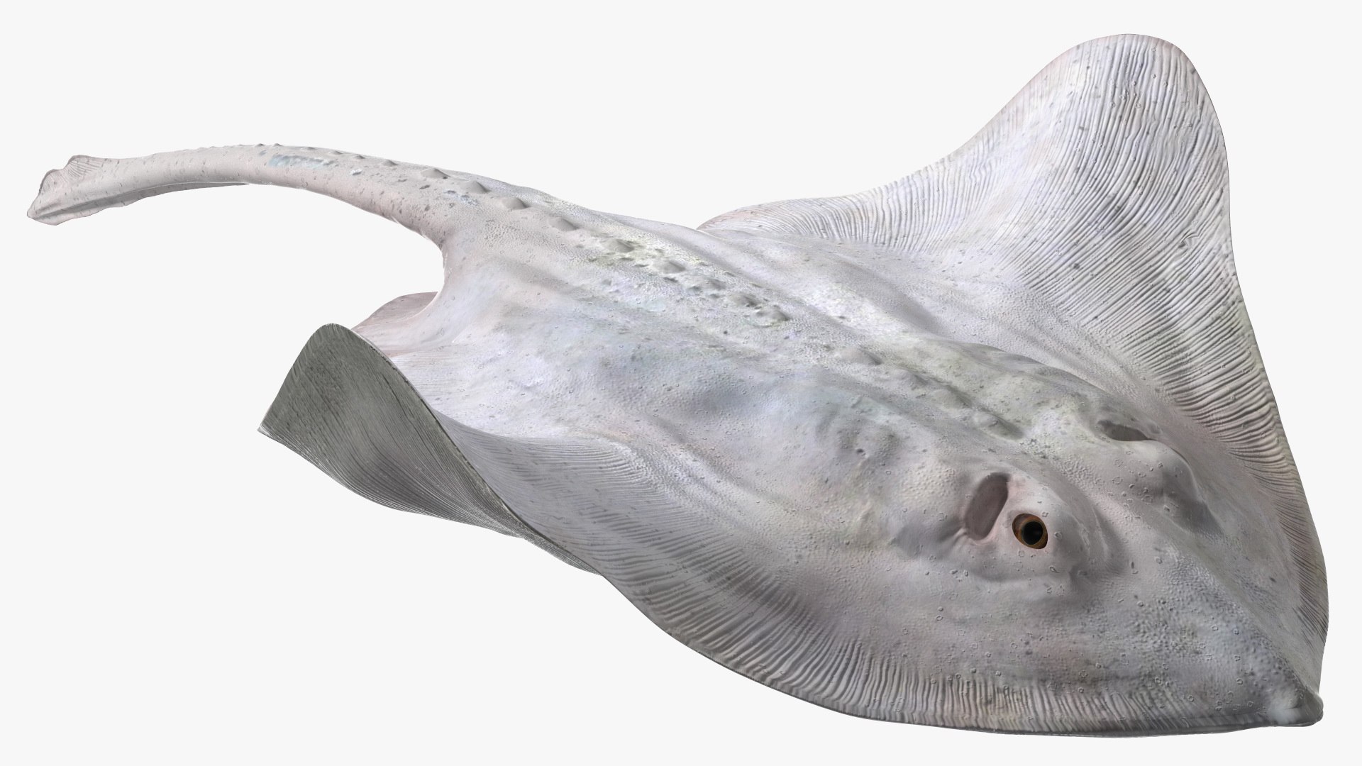 White Stingray Floating on the Bottom 3D model preview