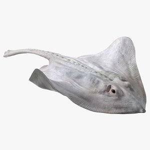 White Stingray Floating on the Bottom