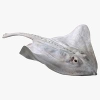 White Stingray Floating on the Bottom
