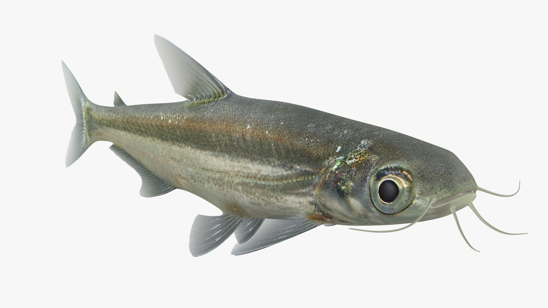 3D Iridescent Shark Animation Model - TurboSquid 1513567, image size:1920x1080