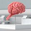 Feline Brain Anatomy Model with Metal Stand Pink