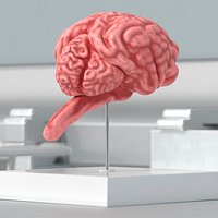 Feline Brain Anatomy Model with Metal Stand Pink