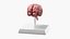 Feline Brain Anatomy Model with Metal Stand Pink