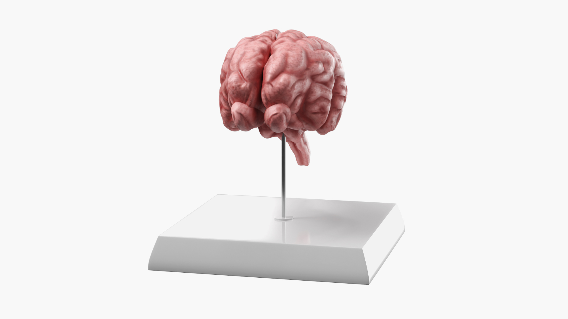 Feline Brain Anatomy Model with Metal Stand Pink 3D model https://p.turbosquid.com/ts-thumb/uO/y2nCgS/Ab/feline_brain_anatomy_model_with_metal_stand_pink_360/jpg/1776823829/1920x1080/turn_fit_q99/eb15d319844cb3b56e41794cb7f7a339e6d8648a/feline_brain_anatomy_model_with_metal_stand_pink_360-1.jpg