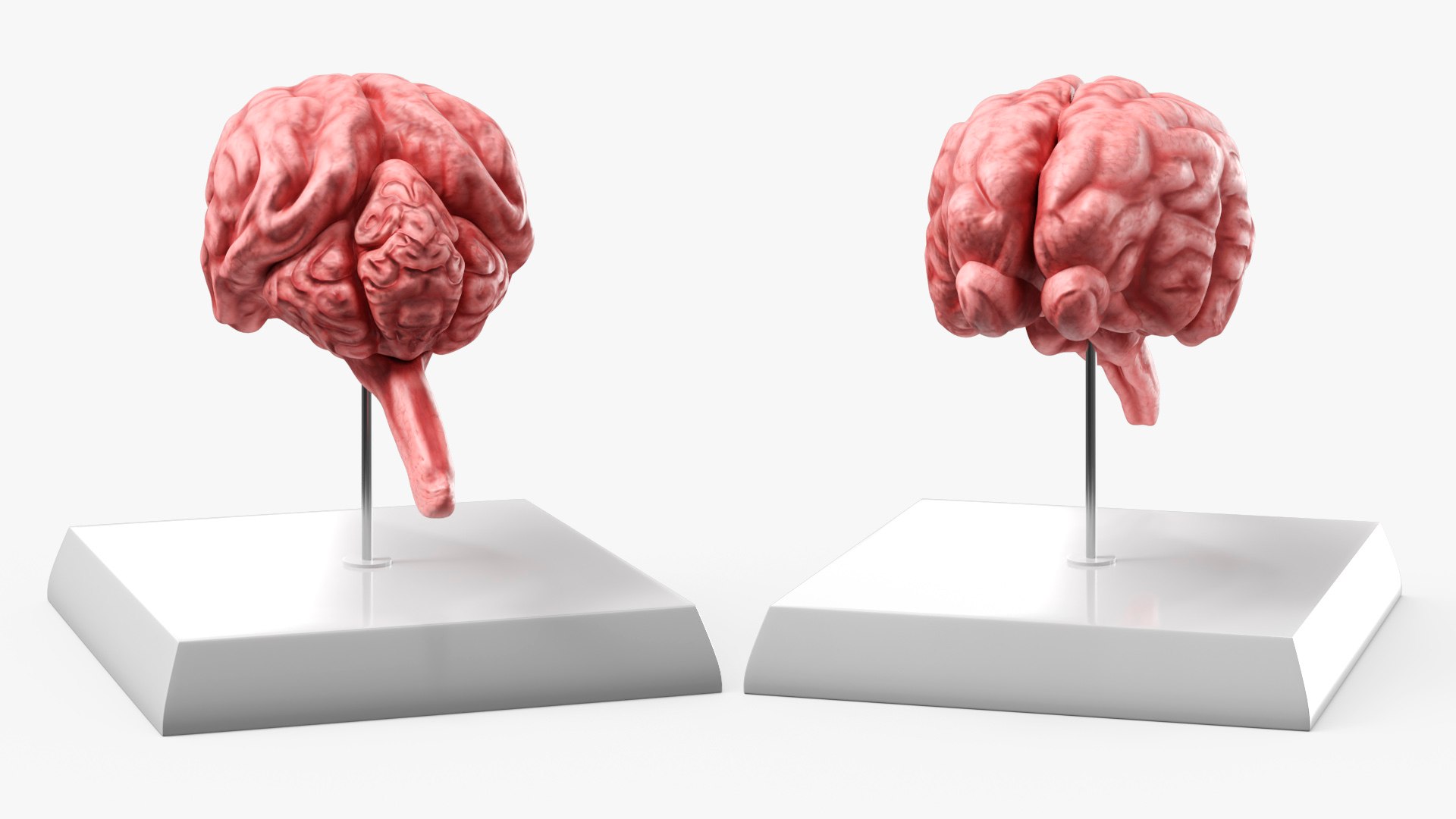 Feline Brain Anatomy Model with Metal Stand Pink 3D model https://p.turbosquid.com/ts-thumb/uO/y2nCgS/Da/feline_brain_anatomy_model_with_metal_stand_pink_003/jpg/1776823889/1920x1080/fit_q87/88a7c72ff1d47cbe43f0743eed21df9a18b26dcd/feline_brain_anatomy_model_with_metal_stand_pink_003.jpg