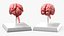 Feline Brain Anatomy Model with Metal Stand Pink