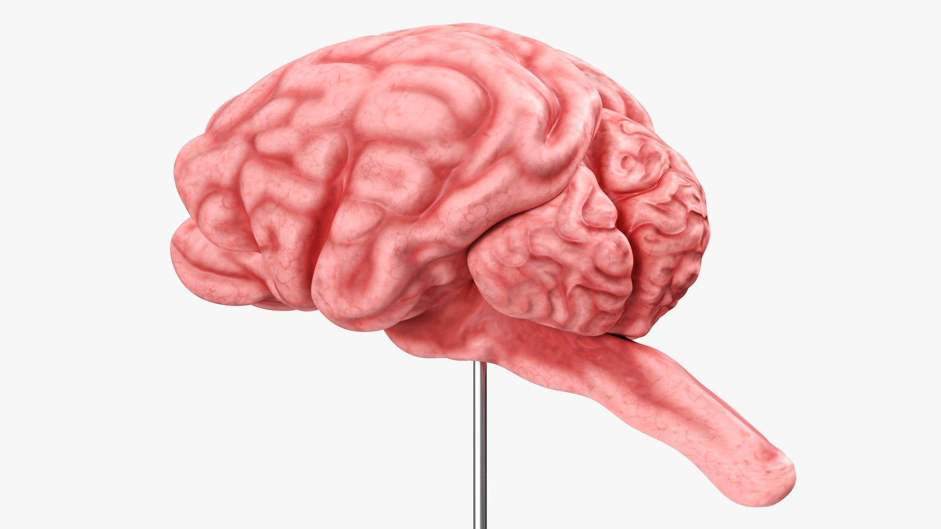 Feline Brain Anatomy Model with Metal Stand Pink 3D model https://p.turbosquid.com/ts-thumb/uO/y2nCgS/Kr/feline_brain_anatomy_model_with_metal_stand_pink_006/jpg/1776823897/1920x1080/fit_q87/c5d6b95af346b92d6901e9318c76a8b3f5968113/feline_brain_anatomy_model_with_metal_stand_pink_006.jpg