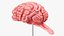 Feline Brain Anatomy Model with Metal Stand Pink