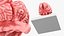 Feline Brain Anatomy Model with Metal Stand Pink