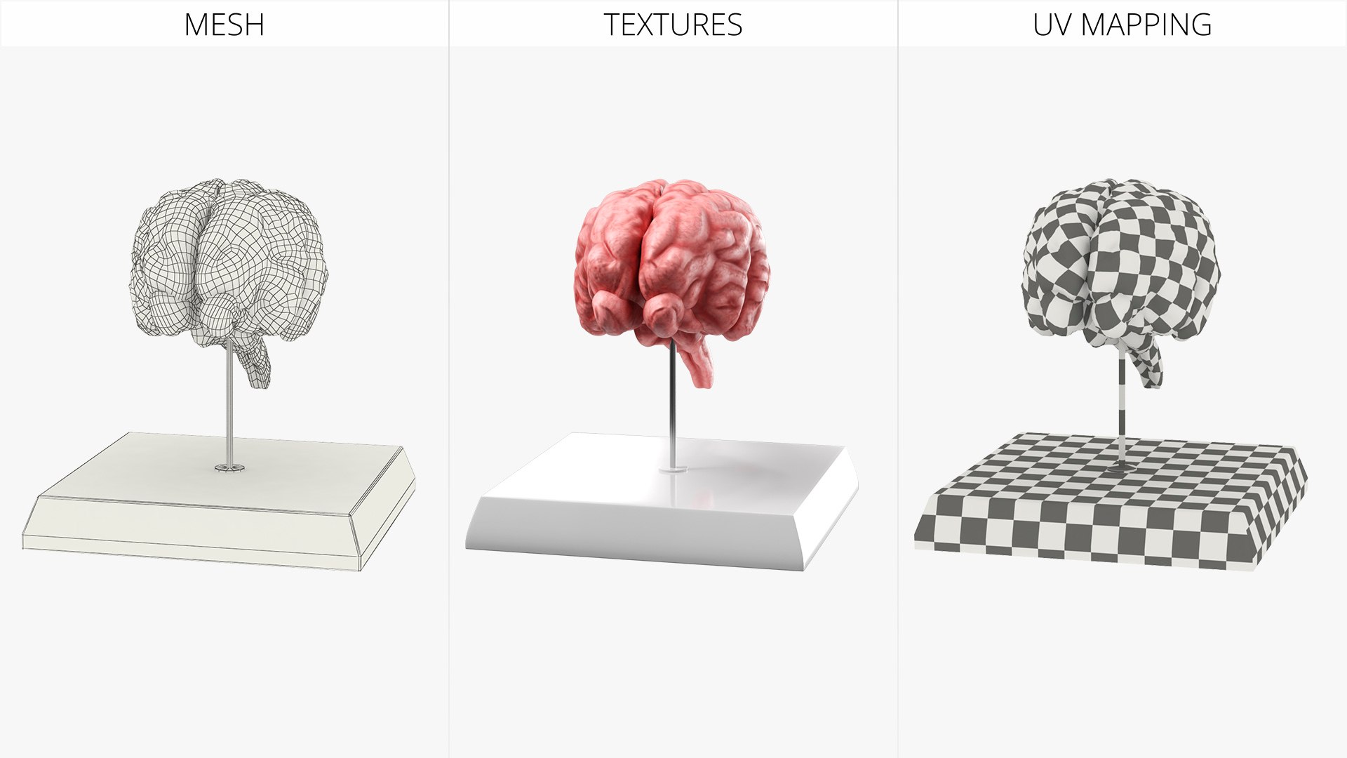 Feline Brain Anatomy Model with Metal Stand Pink 3D model https://p.turbosquid.com/ts-thumb/uO/y2nCgS/T7/feline_brain_anatomy_model_with_metal_stand_pink_008/jpg/1776823903/1920x1080/fit_q87/55d8710133e094b9c293b9554be69239b4b969c9/feline_brain_anatomy_model_with_metal_stand_pink_008.jpg