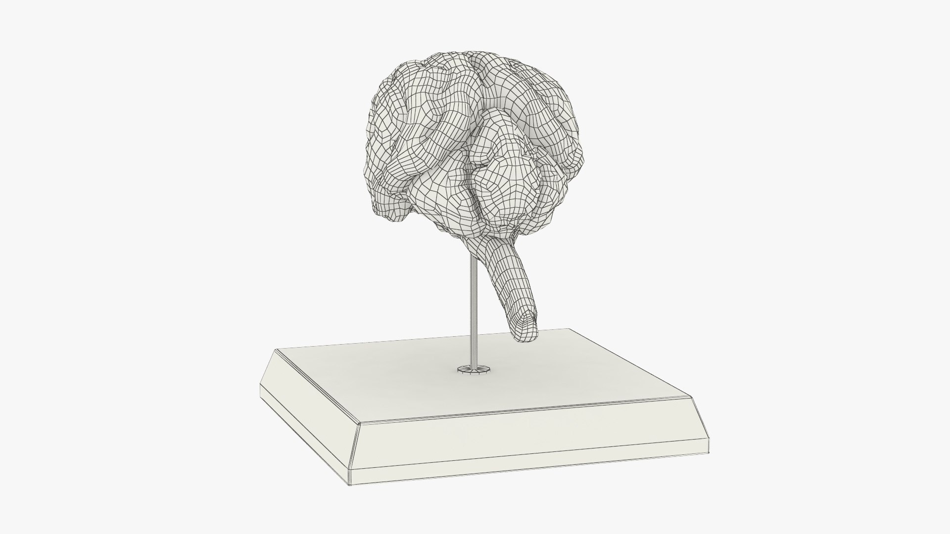 Feline Brain Anatomy Model with Metal Stand Pink 3D model https://p.turbosquid.com/ts-thumb/uO/y2nCgS/Wr/feline_brain_anatomy_model_with_metal_stand_pink_011/jpg/1776823911/1920x1080/fit_q87/9fbed93f835de011445e16c3599f3e7d9ac7b153/feline_brain_anatomy_model_with_metal_stand_pink_011.jpg
