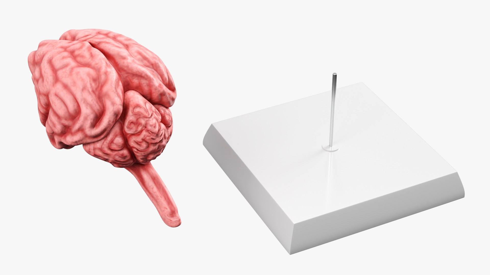 Feline Brain Anatomy Model with Metal Stand Pink 3D model https://p.turbosquid.com/ts-thumb/uO/y2nCgS/c7/feline_brain_anatomy_model_with_metal_stand_pink_007/jpg/1776823900/1920x1080/fit_q87/578cab6000083fd893300aa6d6ed68cebdce36a1/feline_brain_anatomy_model_with_metal_stand_pink_007.jpg