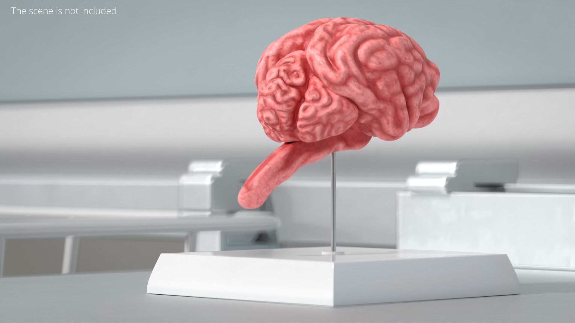 Feline Brain Anatomy Model with Metal Stand Pink 3D model https://p.turbosquid.com/ts-thumb/uO/y2nCgS/lU/feline_brain_anatomy_model_with_metal_stand_pink_002/jpg/1776823827/1920x1080/fit_q87/a883cef0b8e5d04110fd7059e4f898505b0bb60f/feline_brain_anatomy_model_with_metal_stand_pink_002.jpg
