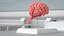 Feline Brain Anatomy Model with Metal Stand Pink