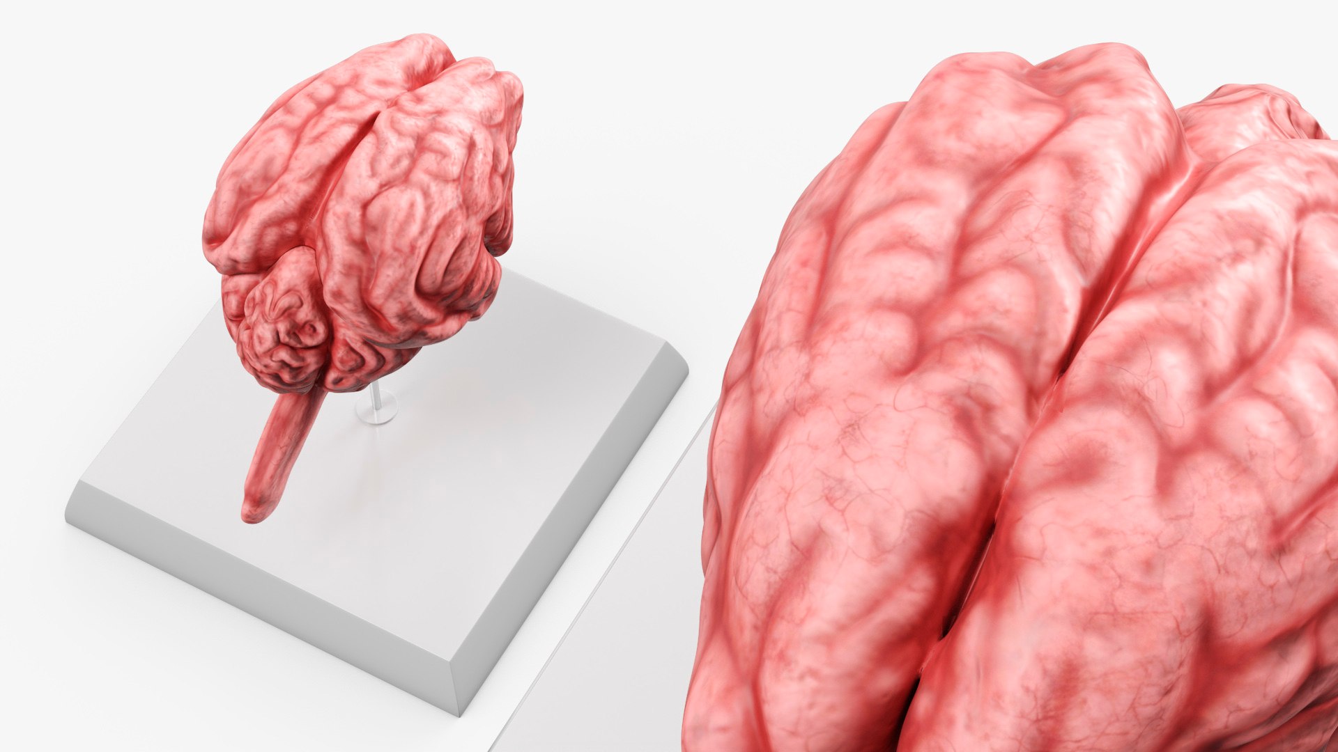 Feline Brain Anatomy Model with Metal Stand Pink 3D model https://p.turbosquid.com/ts-thumb/uO/y2nCgS/xP/feline_brain_anatomy_model_with_metal_stand_pink_004/jpg/1776823892/1920x1080/fit_q87/3d4eb348387ecff4fb491786499a5e393000332a/feline_brain_anatomy_model_with_metal_stand_pink_004.jpg
