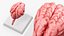 Feline Brain Anatomy Model with Metal Stand Pink
