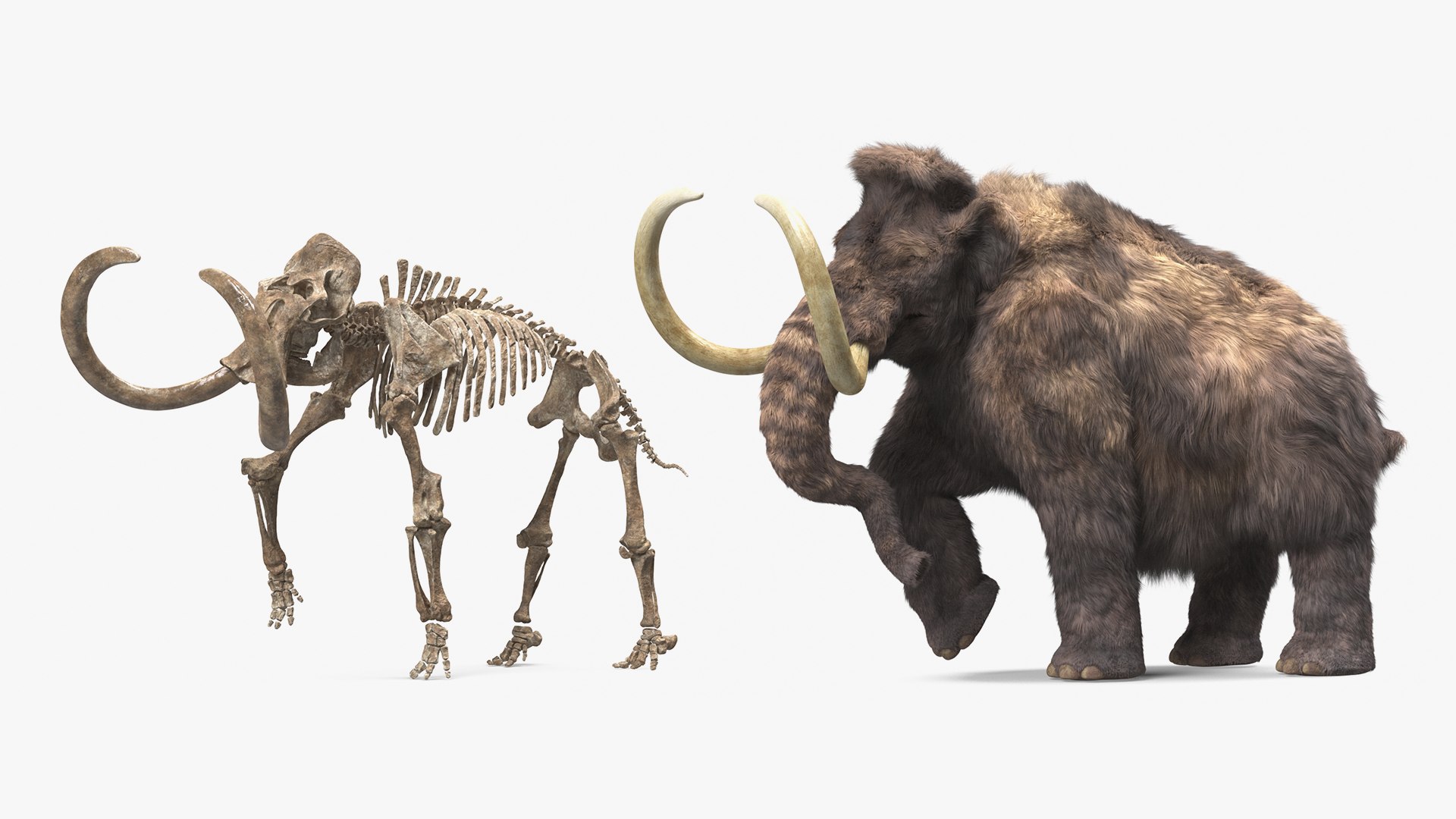 Mammoth Adult with Skeleton Collection 3D https://p.turbosquid.com/ts-thumb/uP/2dnISl/gx/mammothadultwithskeletoncollectionvray3dmodel001/jpg/1646990549/1920x1080/fit_q87/f9329b3f6d8b030a4def5e776a8301283f5b24b3/mammothadultwithskeletoncollectionvray3dmodel001.jpg
