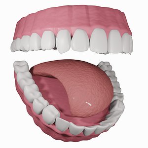 Teeth with Gums and Tongue Rigged