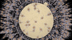 3D model Human Egg Cell