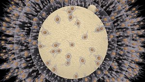 Human Egg Cell