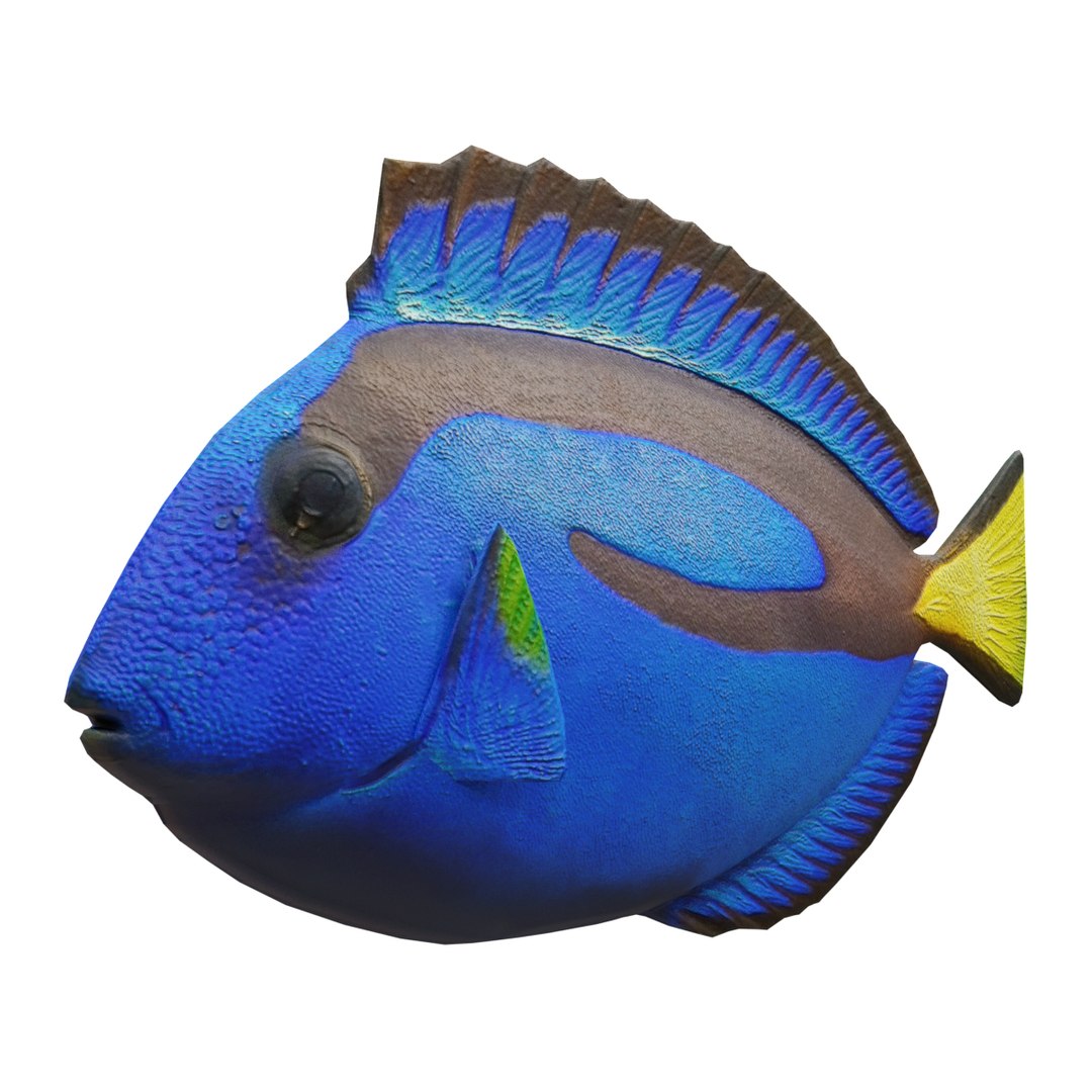 3D model blue tang - TurboSquid 1432488