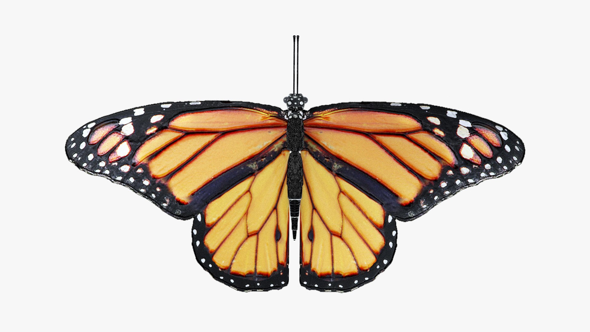 butterfly rigged animate 3D https://p.turbosquid.com/ts-thumb/uP/SSrkmc/JCJw3ivg/preview001/jpg/1601685977/1920x1080/fit_q87/8cca114ded4c6ef9d3f4bda44b7631c58d1f34d7/preview001.jpg