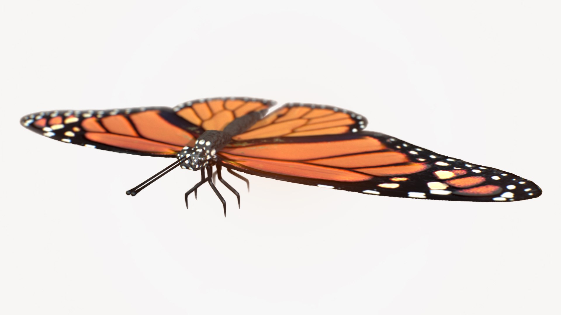butterfly rigged animate 3D https://p.turbosquid.com/ts-thumb/uP/SSrkmc/KhwG135Q/preview005/jpg/1601685978/1920x1080/fit_q87/5eb7e8e85beafb2db331fb5392bbc4dbf4f02b3e/preview005.jpg