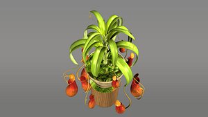 3d model nepenthes tropical pitcher