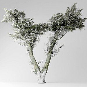 3D model monterey cypress tree