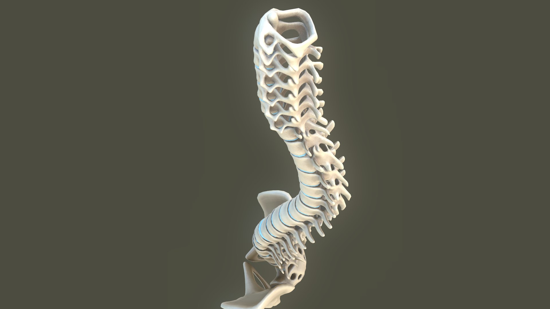 Spine Anatomy Spinal Column 3D Model - TurboSquid 1427511