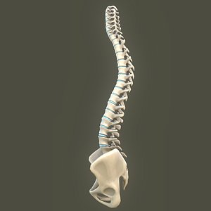 spine anatomy spinal column 3D model
