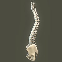 Spine anatomy spinal column