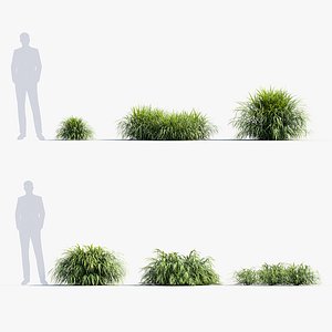 Hakonechloa macra Japanese forest grass 3D Model