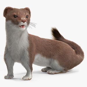 Eurasian Stoat Brown Fur Rigged model