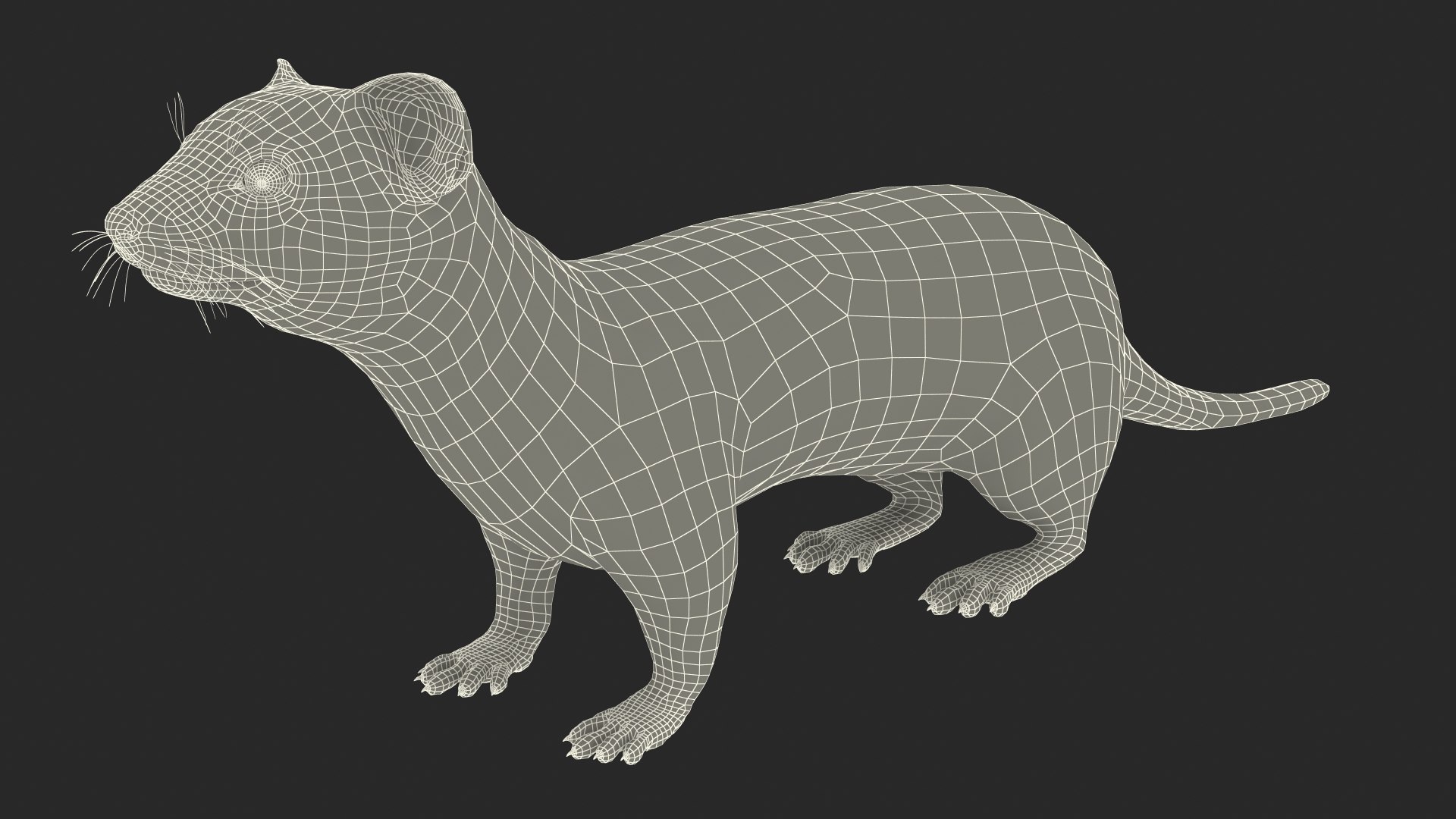 Eurasian Stoat Brown Fur Rigged Model - TurboSquid 2208786