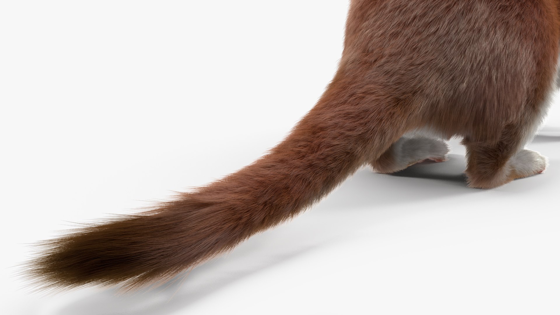 Eurasian Stoat Brown Fur Rigged Model - TurboSquid 2208786