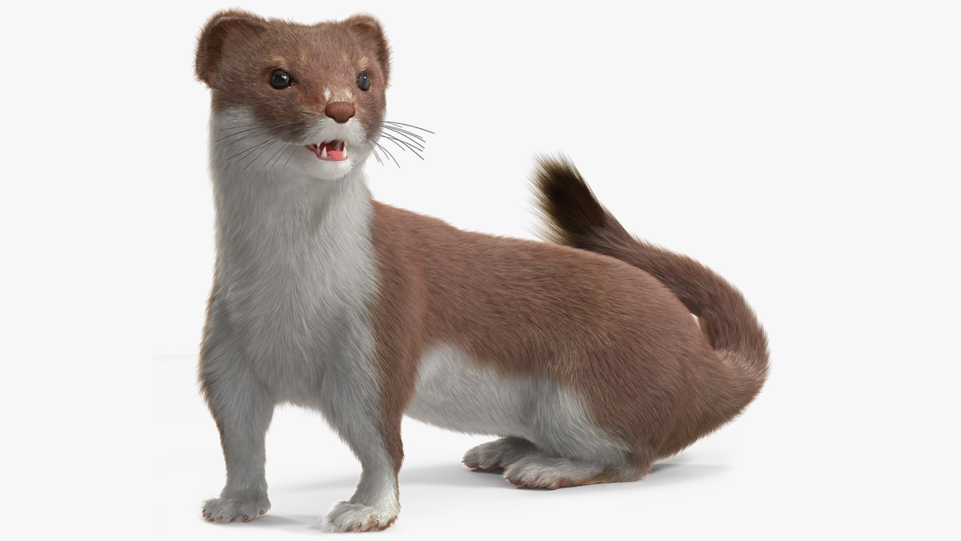 Eurasian Stoat Brown Fur Rigged 3D model preview