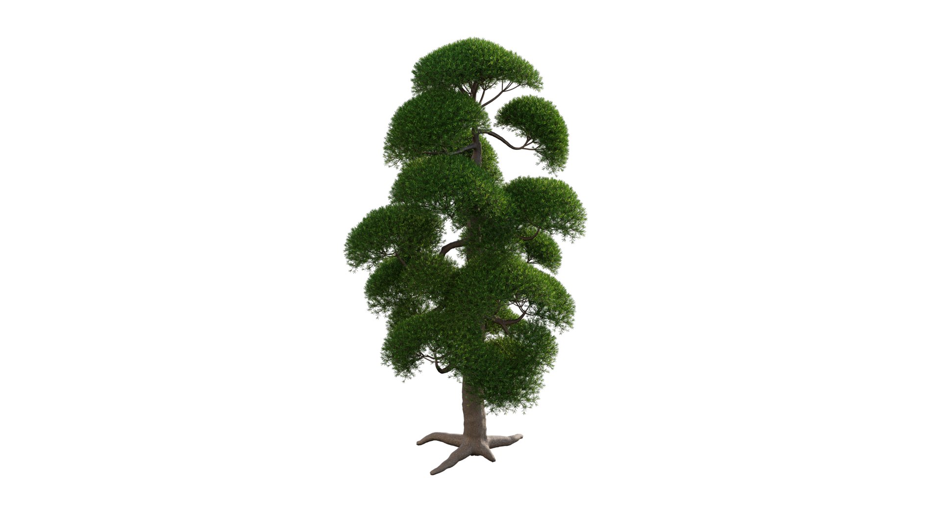 3D Podocarpus Macrophyllus - TurboSquid 1779746