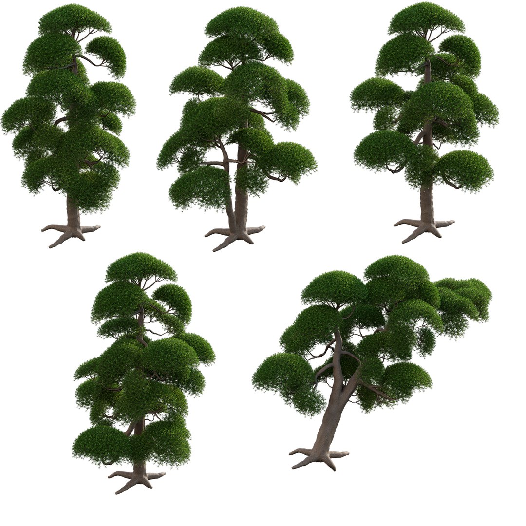 3D Podocarpus Macrophyllus - TurboSquid 1779746