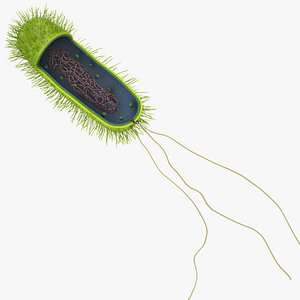 Prokaryotic cell