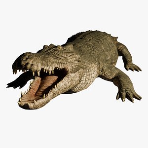 crocodile 3D