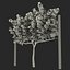 Vineyard