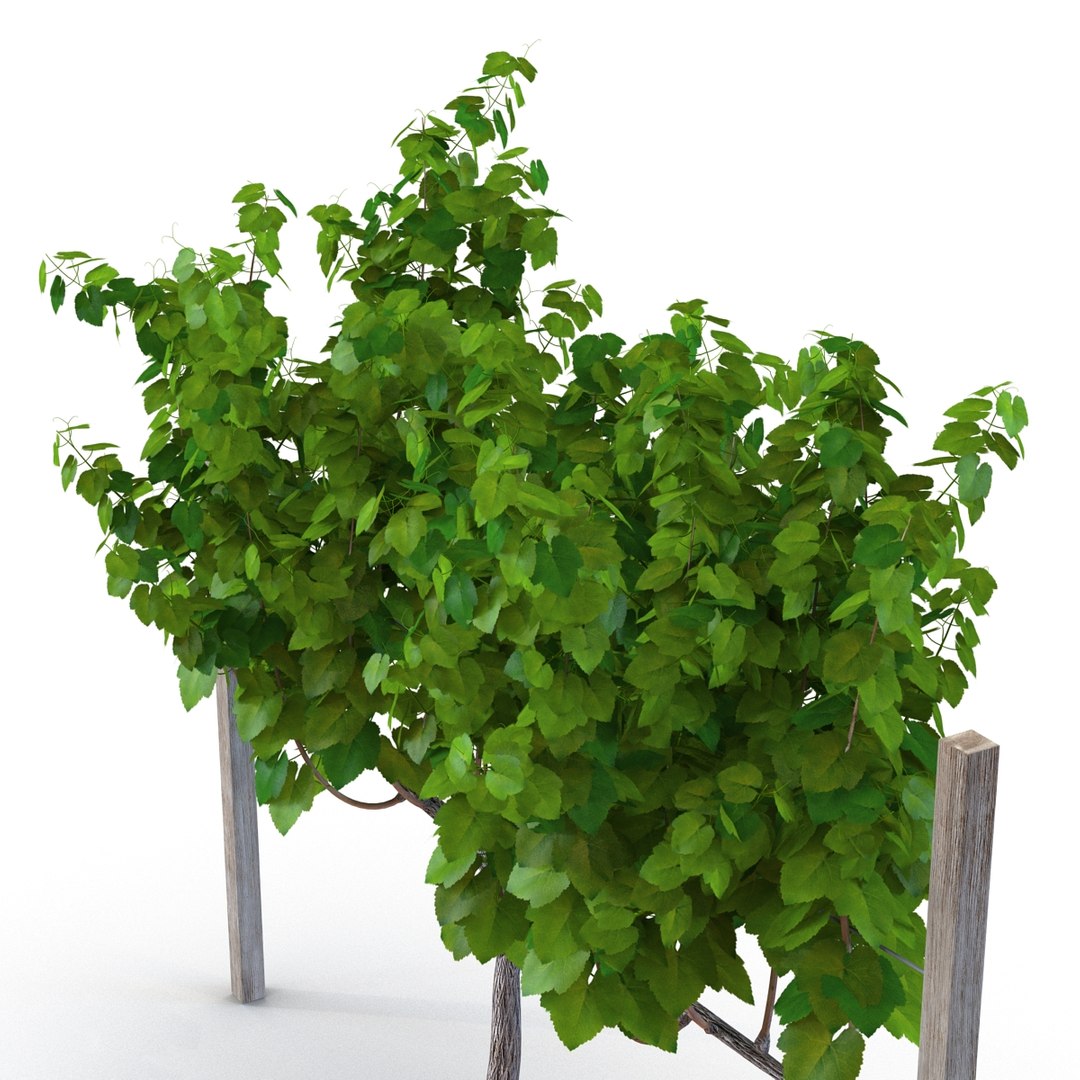 vineyard field fbx https://p.turbosquid.com/ts-thumb/uQ/U7oEqX/2zYCBpEo/vineyard3dmodel14/jpg/1458810380/1920x1080/fit_q87/32da939cab15a4474b44363590ee5b95758911db/vineyard3dmodel14.jpg